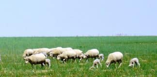 Cobus laat jong ooie en jong vervangingsverse uit sy Angus-kudde op sy winterdekgewasse wei om gewigsverlies te voorkom. (Foto: Cobus van Coller)