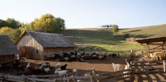 A livestock farm with a kraal
