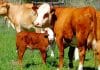 Heinz sê hy en Almut is baie gesteld op presisieboerdery en die Hereford-ras pas hulle in hierdie opsig soos ’n handskoen. Dit is veral die ras se vermoë om melk te produseer en kalwers te speen, wat sy boksies tiek.