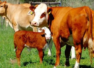 Heinz sê hy en Almut is baie gesteld op presisieboerdery en die Hereford-ras pas hulle in hierdie opsig soos ’n handskoen. Dit is veral die ras se vermoë om melk te produseer en kalwers te speen, wat sy boksies tiek.
