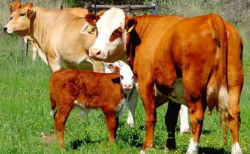 Heinz sê hy en Almut is baie gesteld op presisieboerdery en die Hereford-ras pas hulle in hierdie opsig soos ’n handskoen. Dit is veral die ras se vermoë om melk te produseer en kalwers te speen, wat sy boksies tiek.