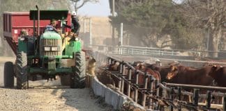 Om ’n voerkraal te bestuur is ingewikkelde en moeilike werk, met geen ledige dae nie. Die diere moet immers daagliks van skoon voer en drinkwater voorsien word en ’n kundige oog moet probleme so spoedig as moontlik raaksien.