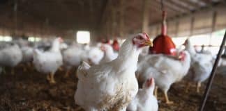 Astral Foods Limited (Astral), an integrated poultry producer, has officially sold its 9,8% interest in Quantum Foods Holdings Limited.