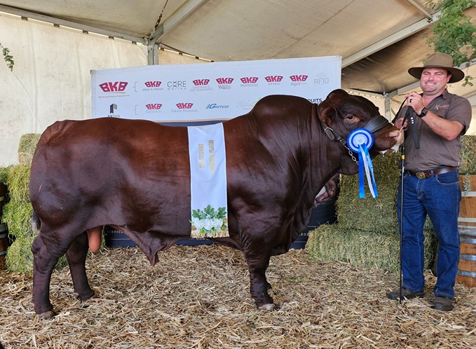 Opperste kampioen manlike dier is die Santa Gertrudis-bul, Sky Mountain xx2014. Die eienaar is Franco Koch van Kochbo Santas in Moorreesburg. Hy hou ook die bul vas.