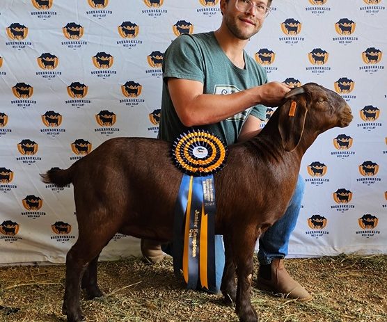 Nico Prinsloo van Ratelpos Kalahari Reds in Stilbaai is die eienaar van die juniorkampioen-ooi. Maurits Prinsloo hou die ooi vas.