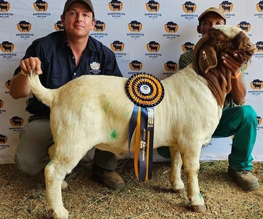 Die eienaar van die juniorkampioen-ram is Wessel de Villiers (links op foto) van Derderivier Boerbokke in Riversdal. Die hanteerder is Frank Struis.