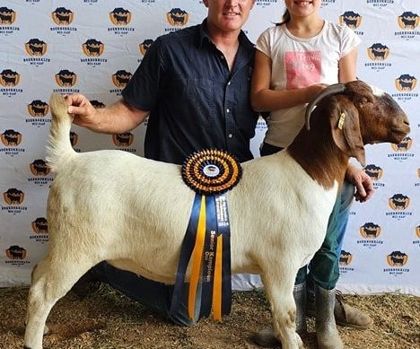 Andries Vollgraaff van Tekoa Boerbokstoet in Ceres is die eienaar van die seniorkampioen-ooi. Op die foto is Andries en Dalene Vollgraaff.