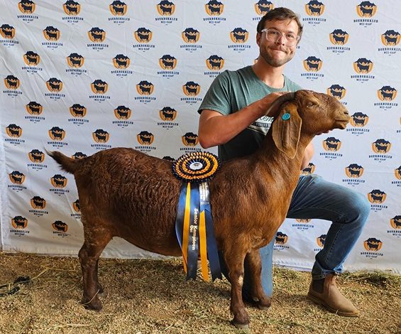 Die grootkampioen-ooi was ook die senior kampioenooi. Die eienaar is Nico Prinsloo van Ratelpos Kalahari Reds in Stilbaai. Maurits Prinsloo hou die ooi vas.