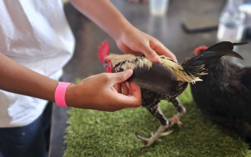 Die hoenders en konyne waarmee die kinders geskou het, is van Boland Landbouskool ‘geleen’.