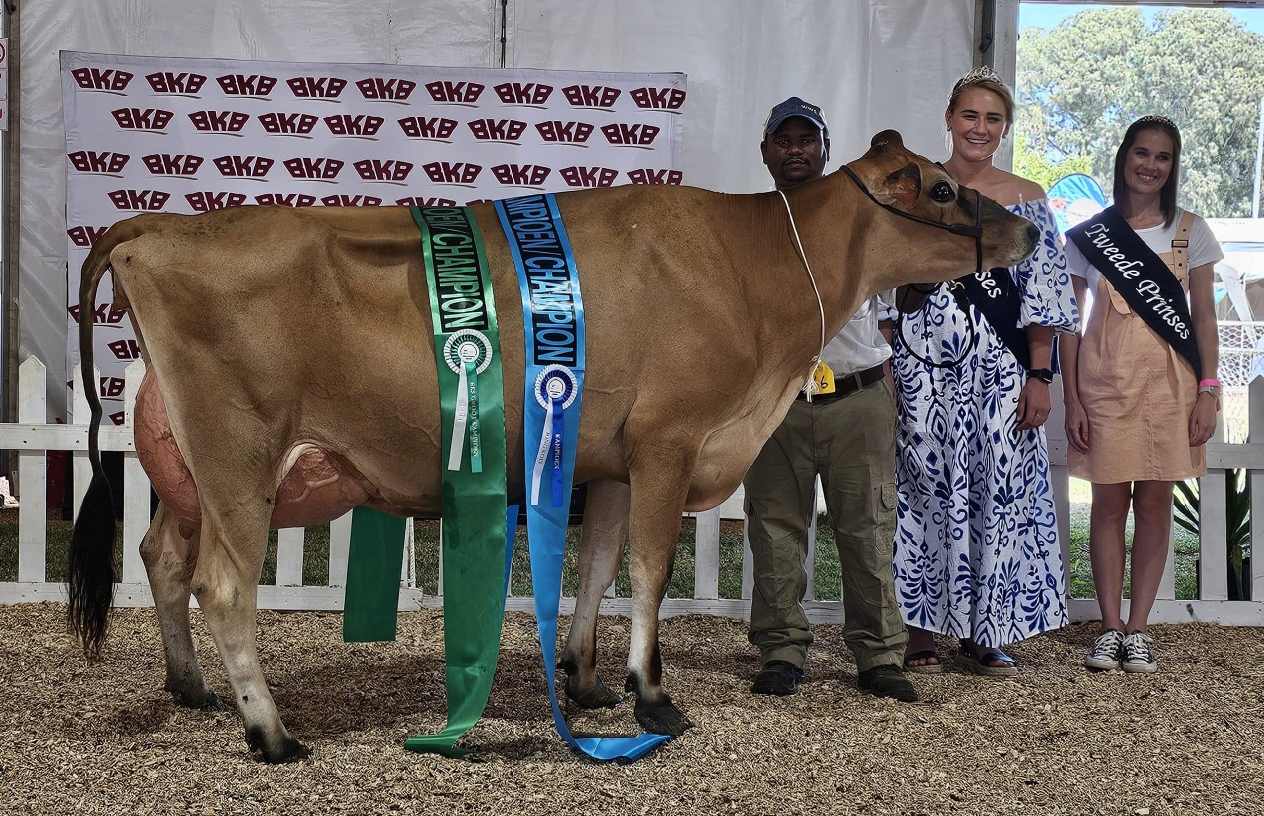 Die reserwe grootkampioen-koei, Tierwil Cajun’s Debbie, behoort aan Rikus van Wyk van Tierkloof Boerdery in Porterville. Die koei was ook die kampioen-jongkoei en die jong koei met die beste uier. Van links is Ewald Farao, die hanteerder, Chanté Sommers en Jaquelene Viljoen, onderskeidelik eerste en tweede prinses van Swellendam-skou.