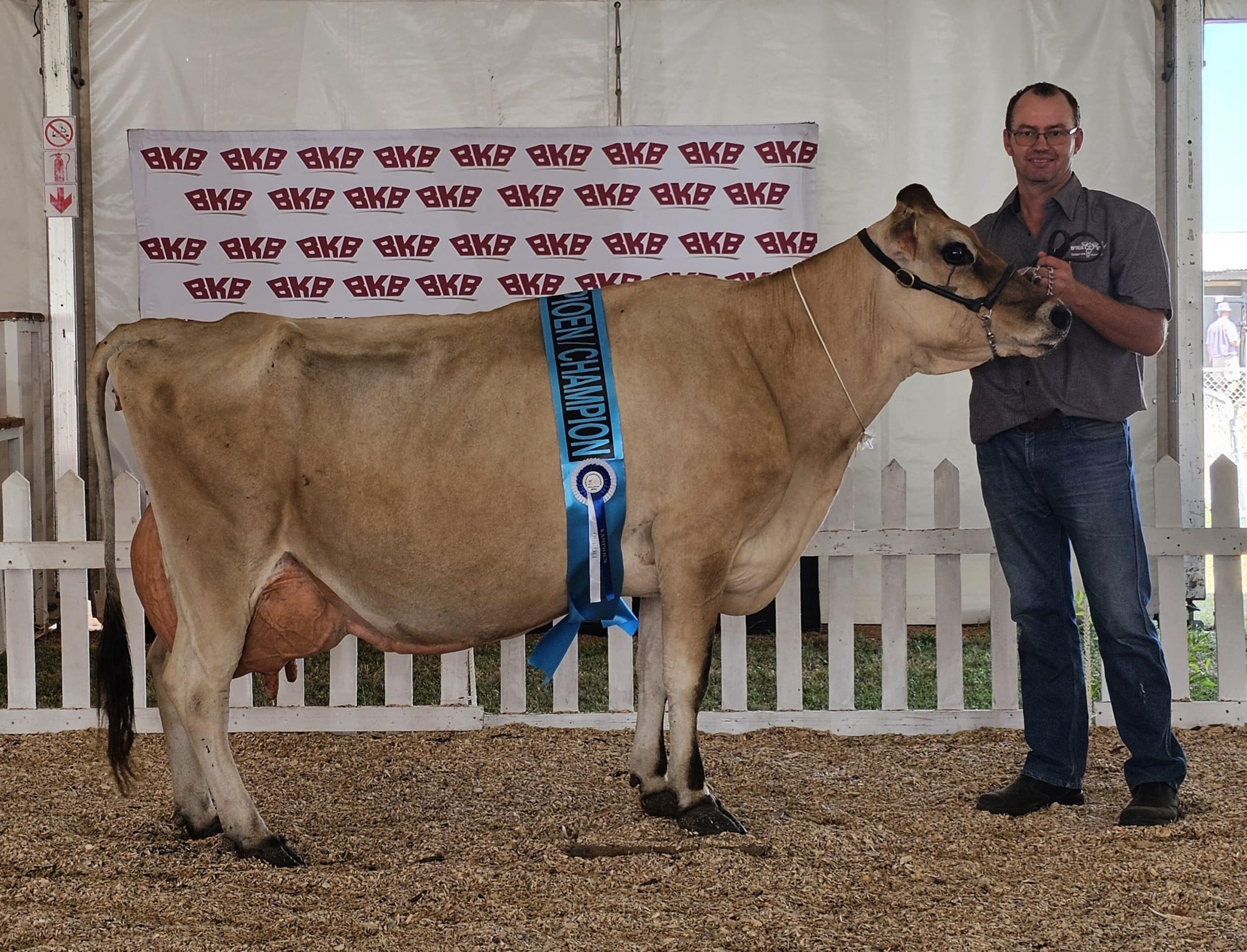 Die kampioen-oukoei, Cineraria Eclipse 13105, is deur Adriaan van der Westhuizen (in die foto) van Genex Jerseys in Caledon, vertoon.