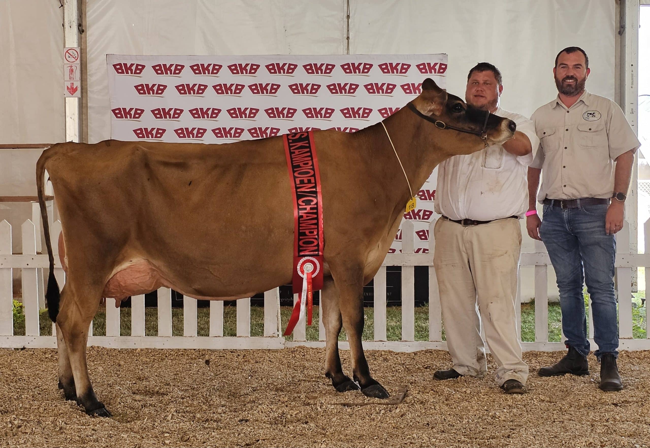 Die reserwe-kampioenjongkoei, OnFarm Aussie Gold 20569, is deur Dewald Scheepers van OnFarm Jerseys in Tsitsikamma, vertoon. By die koei is Hanro Uys (links), koördineerder van die melkbeesafdeling op die skou, en Dewald Scheepers.