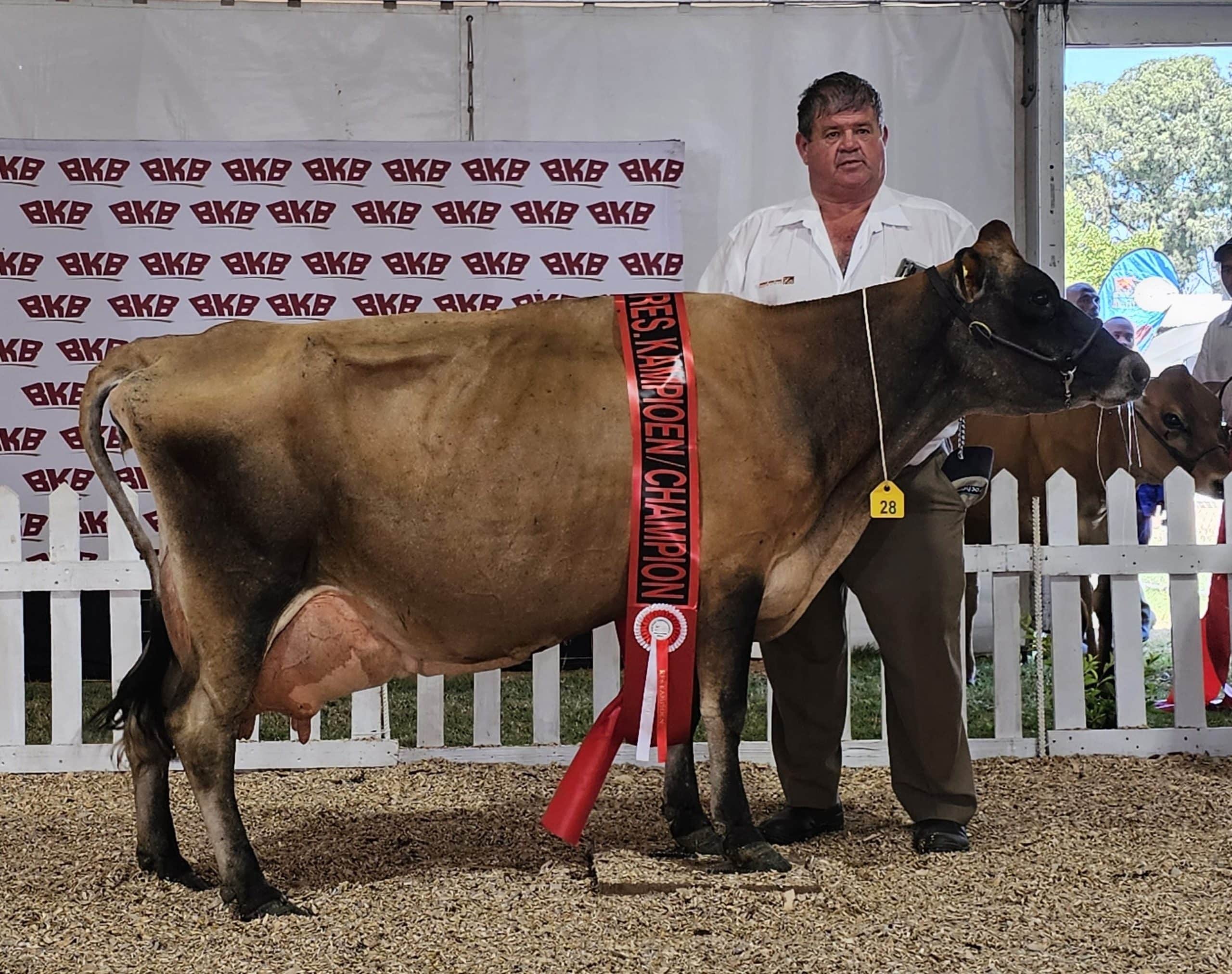 Die reserwe-kampioen-oukoei, Cohanma Branson Gigi, is deur Johannes Uys (in die foto) van Swellendam ingeskryf.