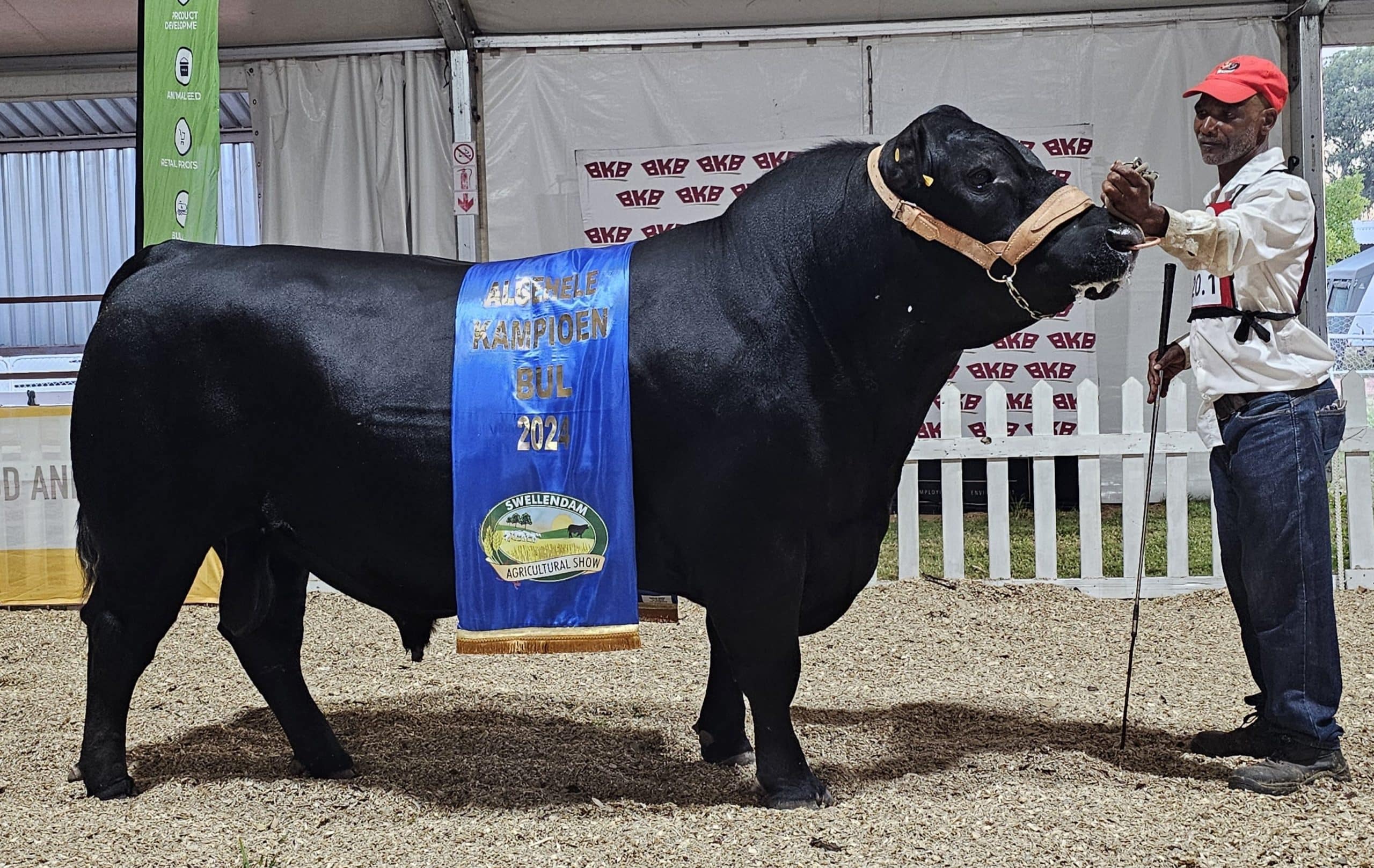 Willem de Waal Boerdery se Locheim Angus-stoet in Moorreesburg is die eienaar van die opperste kampioen, Locheim Diamant 2115. Die bul was ook die junior- en grootkampioen-bul. Abraham Diedericks is die hanteerder.