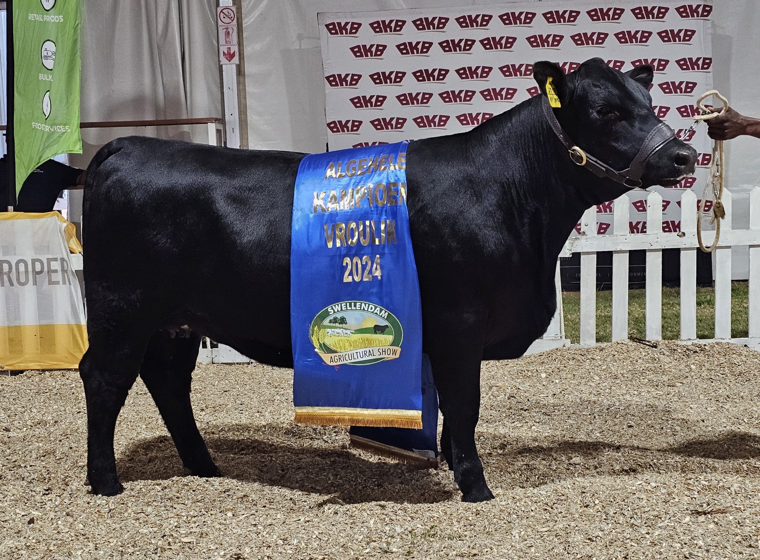 Willem de Waal Boerdery se Locheim Angus-stoet in Moorreesburg is die eienaar van opperste kampioen vroulike dier, Locheim Rainfall 2308. Die vers was ook die kampioenverskalf en grootkampioen vroulike dier.