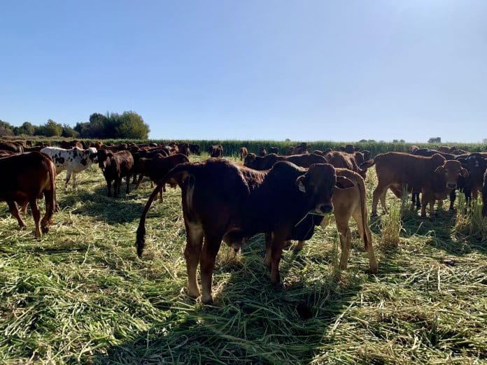 So ’n span gesonde kalwers op goeie groenweiding bied die beste potensiaal vir sukses.
