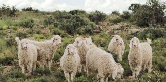 Goed-uitgegroeide jong ooie is volgens Lloyd die hoeksteen van ’n winsgewende Angora-boerdery. (Foto: Gerda Hayward)