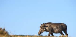 Warthog populations are on the rise throughout South Africa, posing challenges to effective predation management.