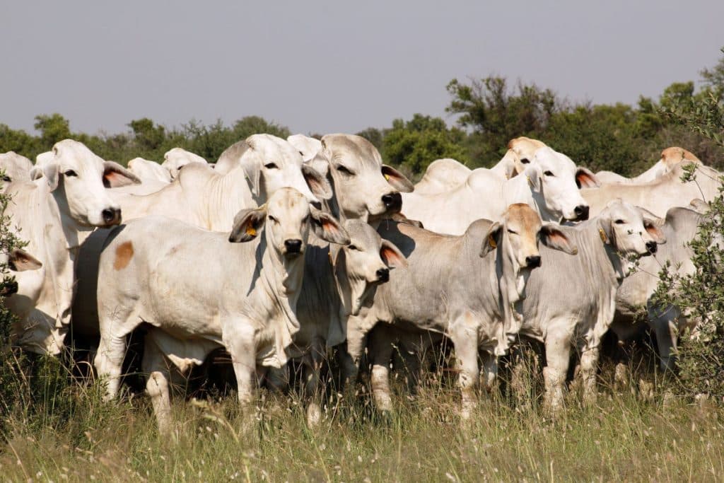 Brahman cows