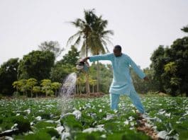 man watering crops with a watering can