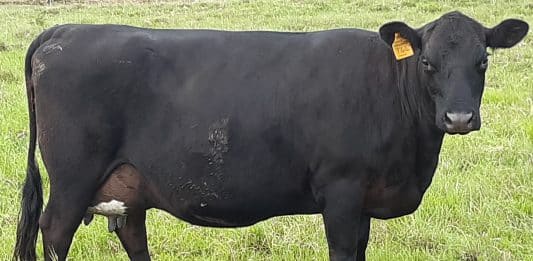 ’n Angus x Jersey-koei (F1) met uitstekende langslewendheid. Sy is 12 jaar oud en gaan vir die tiende keer kalf.