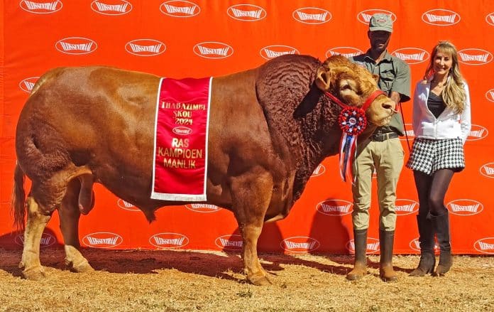 Die grootkampioen Limousin- en interraskampioenbul en opperste skoukampioen was Sir Lancelot, DL 19-09. Sy hanteerder was Petrus Mofokeng, en die eienaar is Tracey Devonport van Devlan Limousins.