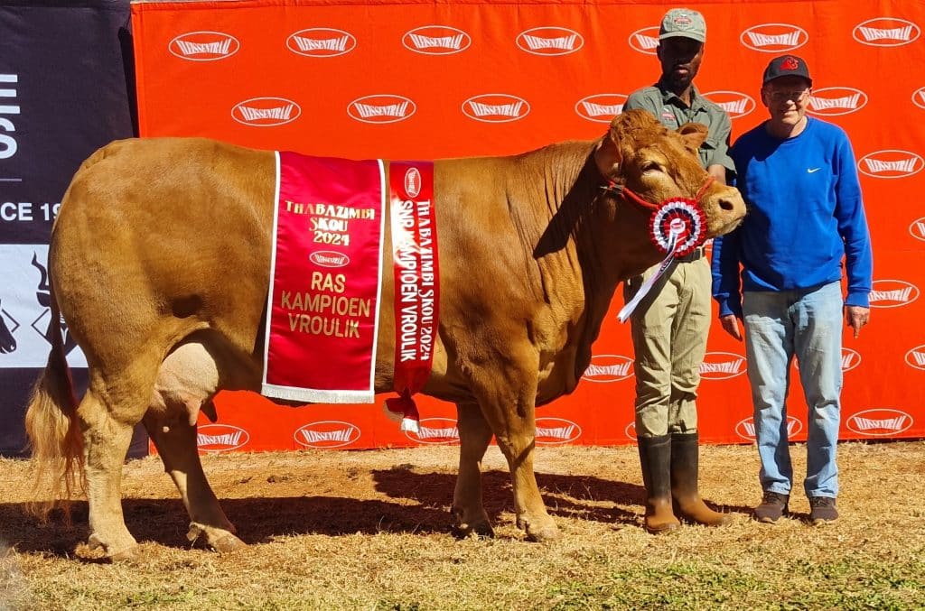 Sarnia Betty SR 20-05 van Devlan Limousins is as die grootkampioen Limousin-koei, die interraskampioenkoei en reserwe opperste skoukampioen aangewys. By die koei is Petrus Mofokeng, hanteerder, en John Devonport, eienaar.