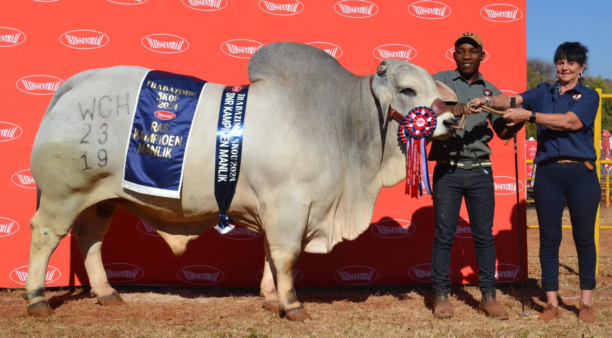 Die grootkampioen Wit Brahmanbul was Jesse (WCH 23-19) van Seiko Brahmane. By die bul is die hanteerder, Happimore ‘Smiley’ Zvamatsai, en die eienaar, Wimpie van der Walt, se ma, Rina.