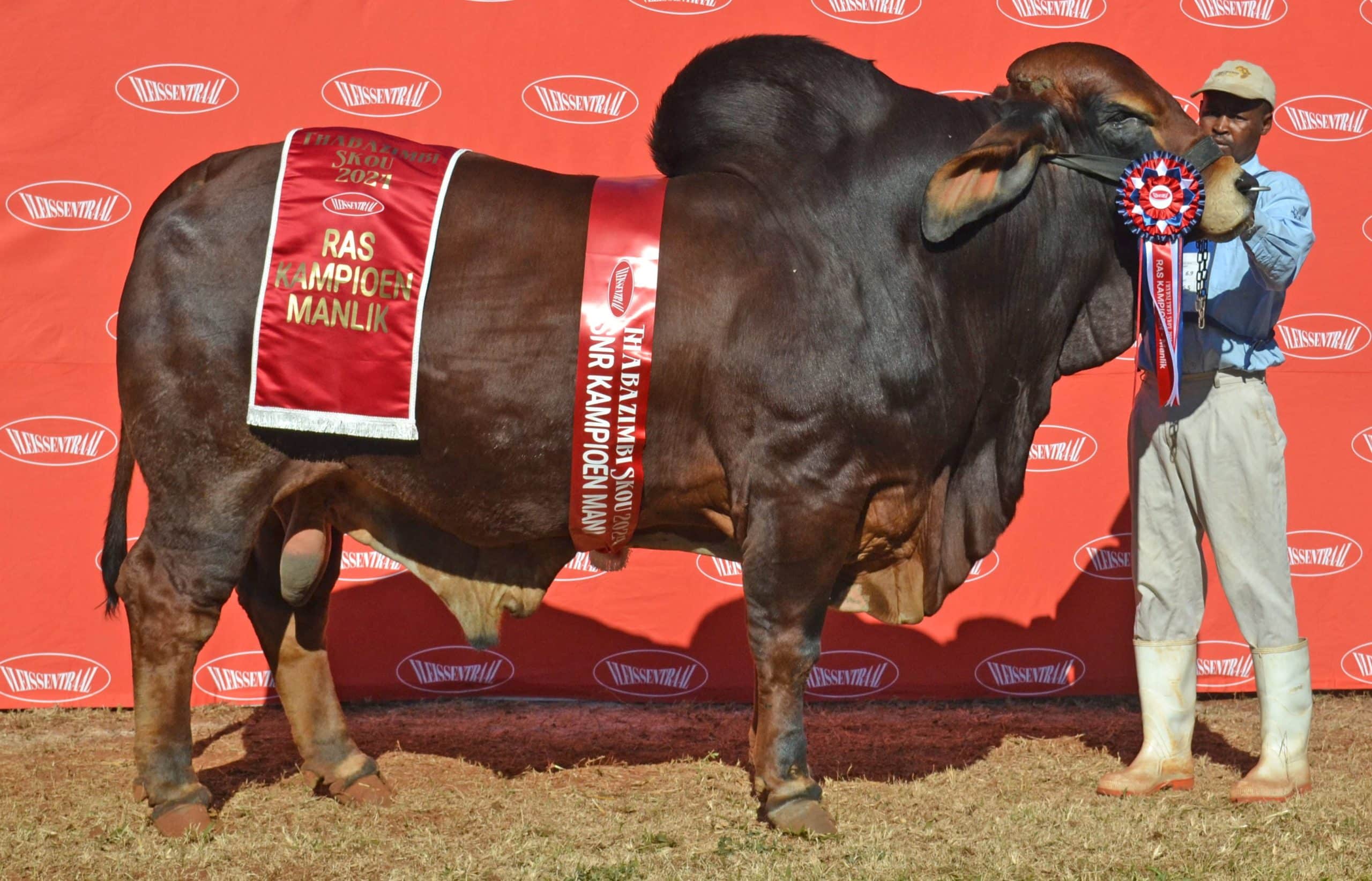 Die grootkampioen Rooi Brahmanbul was GPCK 20 624 van GPC Brahmane. By hom is Petrus Mojai, die hanteerder.