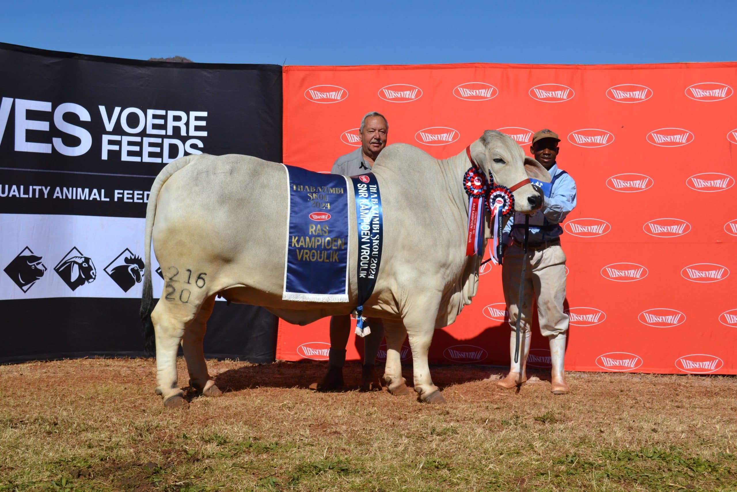 Lily HLT 20-216 van De Blanque Brahmane is aangewys as die grootkampioen Wit Brahmankoei. Agter is die eienaar, Hans Terblanche, en regs is Ephraim Chikati, die hanteerder.