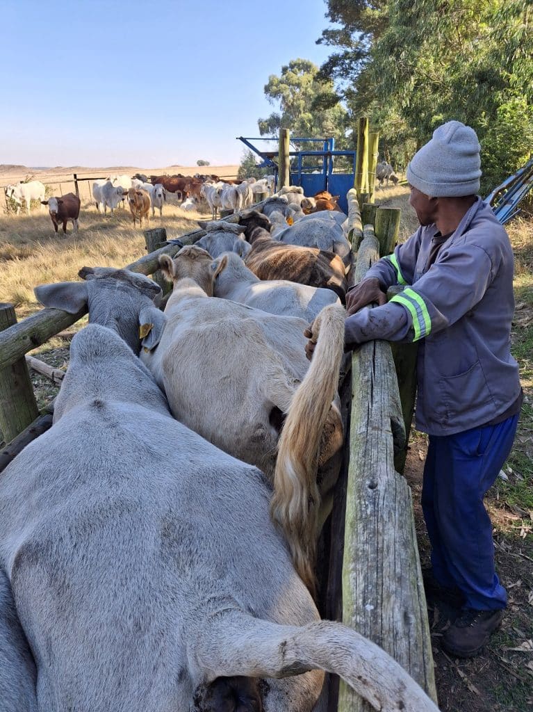 Pregnancy testing is an integral part of proper herd management.