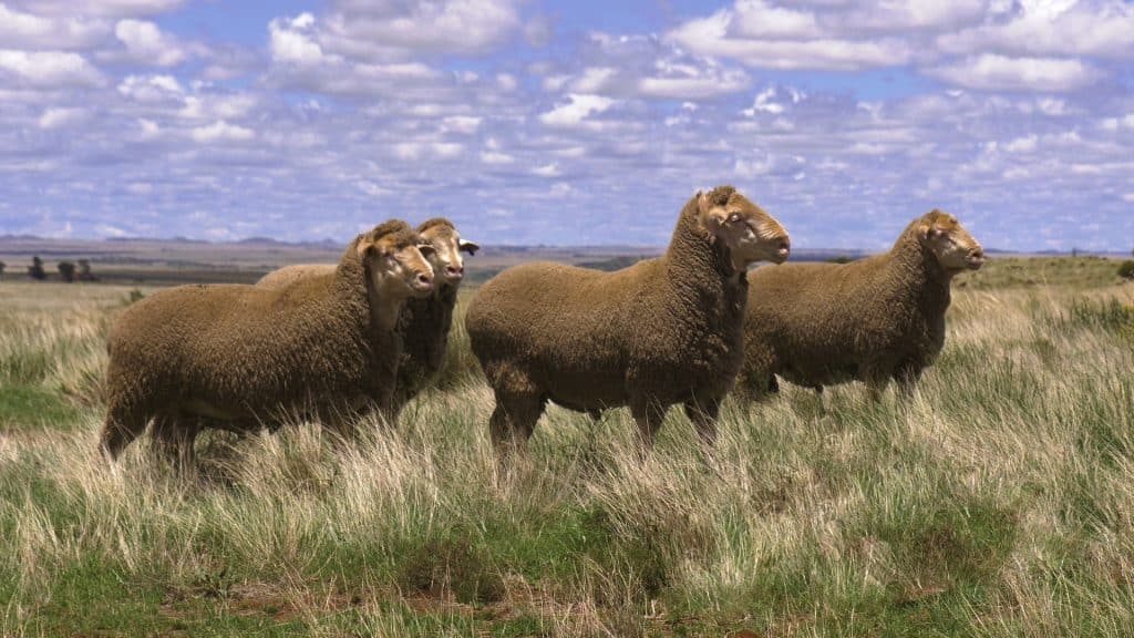 Wikus gebruik slegs AA-ramme in sy stoet en kommersiële kuddes. (Foto: Wikus Bekker)