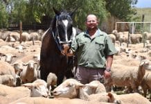 Wikus tussen sy Dohne-Merino’s. (Foto: Stefan Strydom)