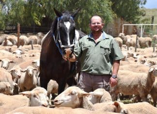 Wikus tussen sy Dohne-Merino’s. (Foto: Stefan Strydom)