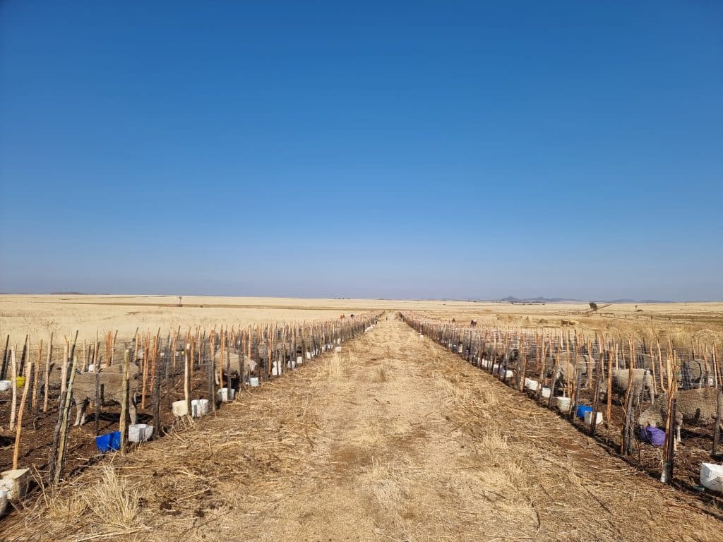 Dragtige ooie met tweelinge word in lamhokkies van 2 x 3m aangehou. (Foto: Wikus Bekker)