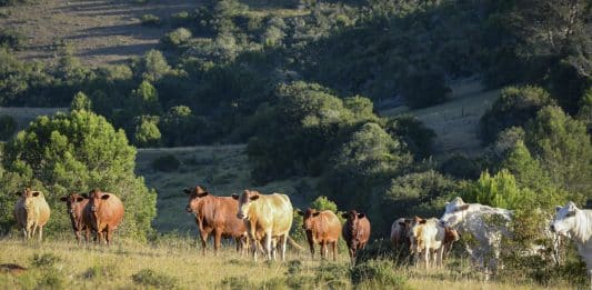 Prof Eddie Webb glo dat teeldiere waarskynlik al die perk wat grootte en doeltreffendheid betref, bereik het. Daarom moet eerder gekyk word na aanpasbaarheid, aangepaste bestuur en die sinkronisering van genotipes met hul produksieomgewing. (Foto: Farmgirl Photography)