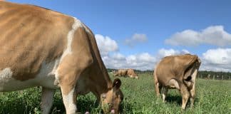 Cows grazing a mixture of tall fescue, red clover, and plantain.