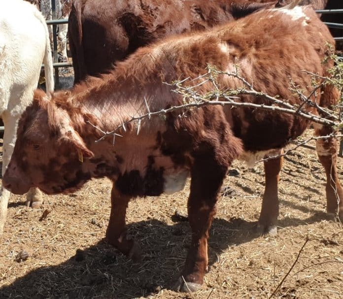 ‘n Kalf met sweetsiekte. Let op die pynlike rooi vel waar die hare losgekom en uitgeval het.