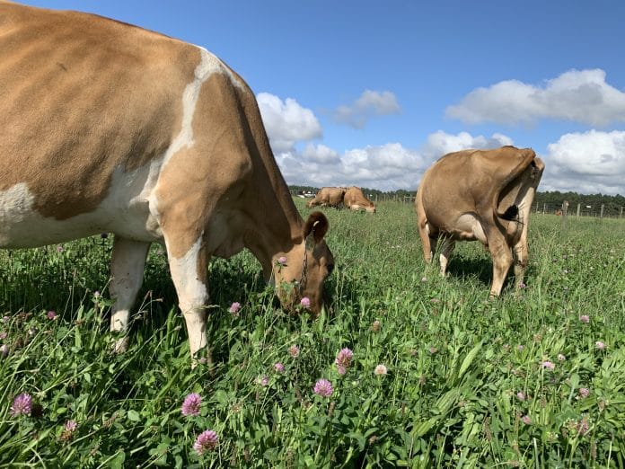 Koeie op ’n langswenkgras-, rooiklawer- en plantaanmengsel