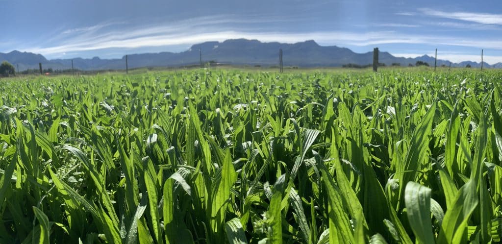 Aanplantings met 60% plantaan verseker goeie gehalte weiding en gevolglike volhoubare melkproduksie.