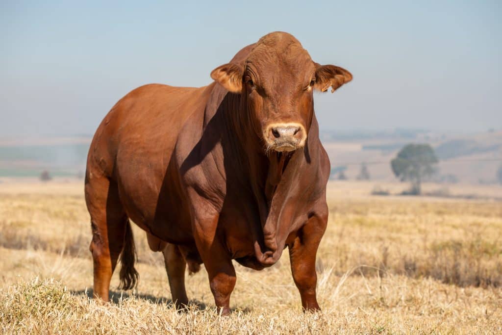 Guy se mikpunt is om hoogs vrugbare, geharde diere te teel wat op enige plaas sal kan aanpas.