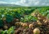 potatoes in field