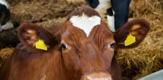 Livestock leaders call on government to declare foot-and-mouth disease a disaster