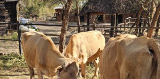 Korridor-besmette beeste ondervind aptytverlies en vrek gewoonlik vining.