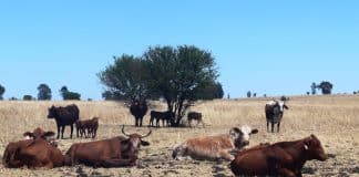 LandbouRadio: 30 Oktober 2025