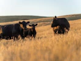 livestock on a regenerative agriculture farm practicing sustainable agricultural practices