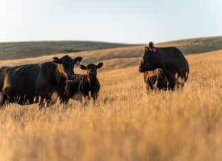 livestock on a regenerative agriculture farm practicing sustainable agricultural practices