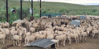 LandbouRadio: 15 Januarie 2026