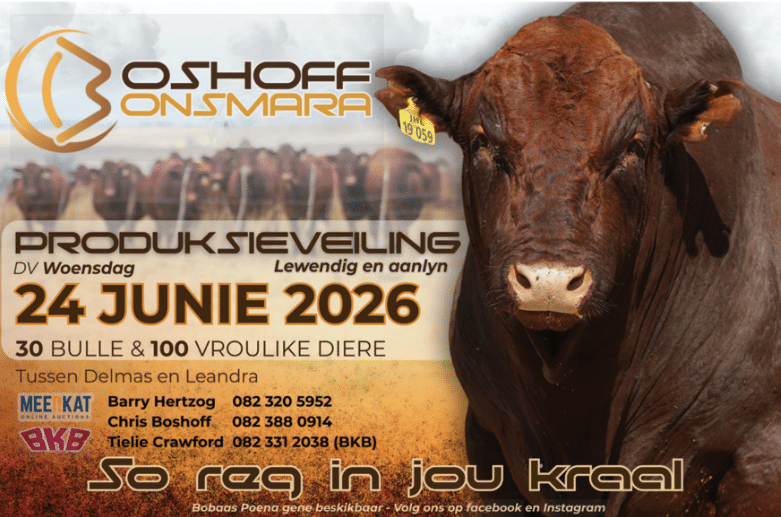 Boshoff Bonsmara produksieveiling