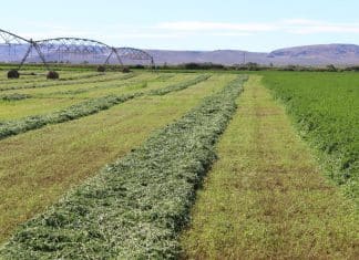 Dynamics of the South African lucerne hay industry (Part 4): Producer prices